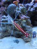 cleaner shrimp.jpg