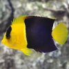 lg66076BicolorAngelfish.jpg