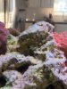 reef white sponge.JPG