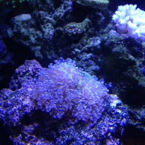 Nik's little 220 mixed reef