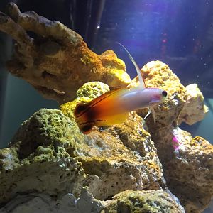 Firefish Goby