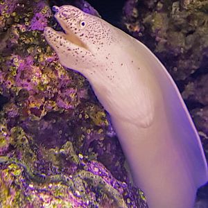 White Ribbon Eel